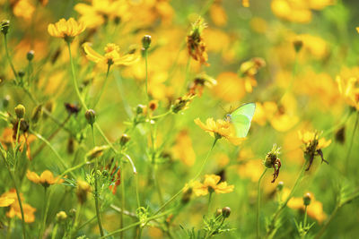 Close-up of yellow flowering plant on field