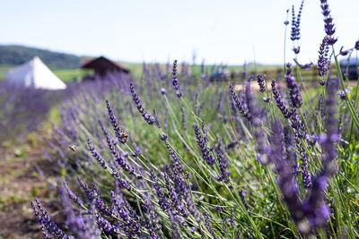 Close-up of purple flowering plants on field