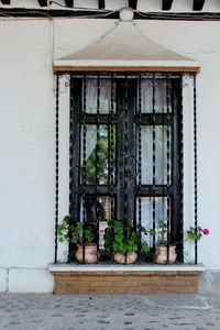 Potted plants on window