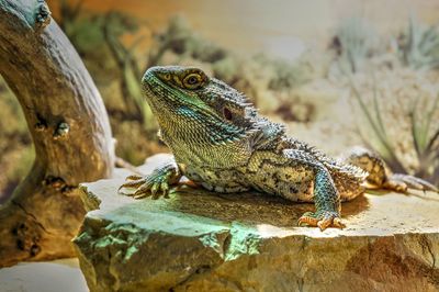 Close-up of lizard