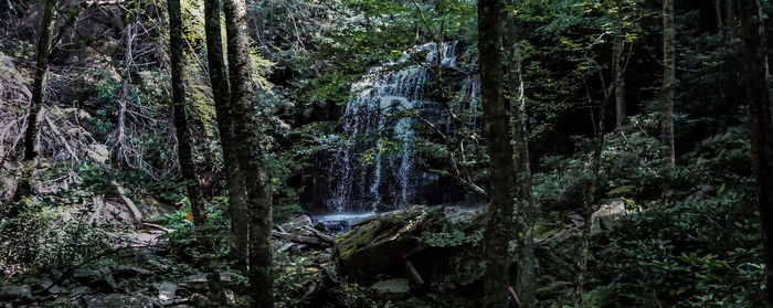 Scenic view of waterfall in forest