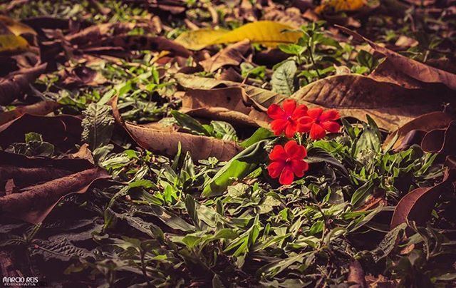 leaf, growth, plant, flower, nature, fragility, high angle view, beauty in nature, autumn, field, change, freshness, leaves, petal, close-up, season, dry, day, fallen, outdoors