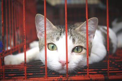 Close-up portrait of cat