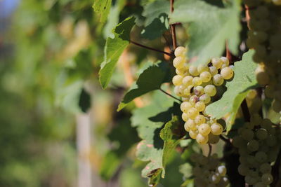 Close-up of grapes growing in vineyard