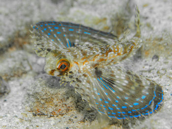 Close-up of fish swimming in sea