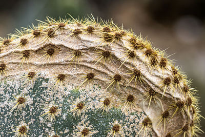 Close-up of cactus plant