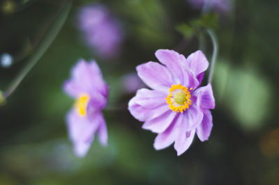 Close-up of purple flower