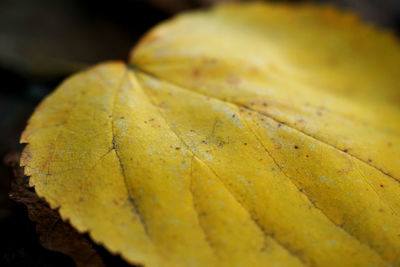 Close-up of yellow autumn leaf
