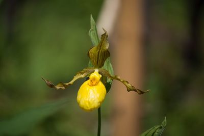 Close-up of yellow flowering plant