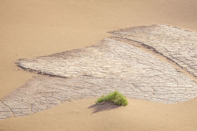 High angle view of leaf on sand