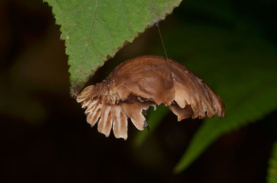 Close-up of bird on plant