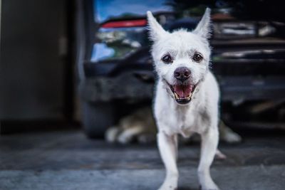 Portrait of dog standing on floor