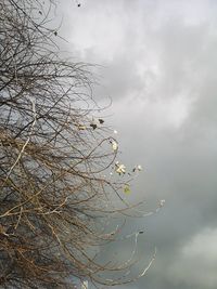 Bare tree against sky