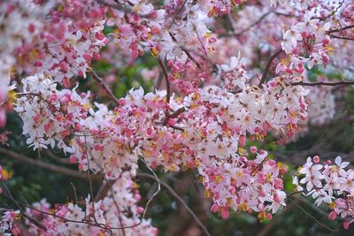 Close-up of pink flowers blooming on tree