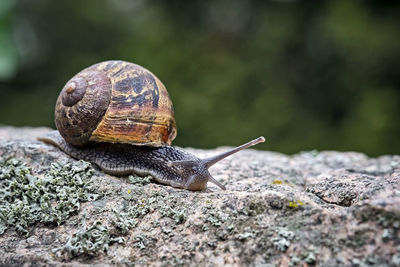 Close-up of snail on rock