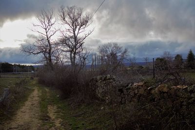 Bare trees on field against sky