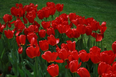 Red tulips in field