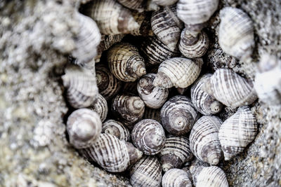 Full frame shot of seashells