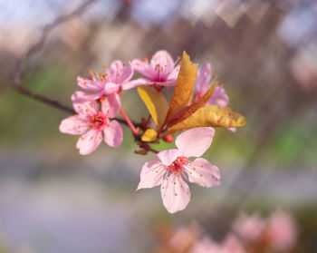 Close-up of pink cherry blossom