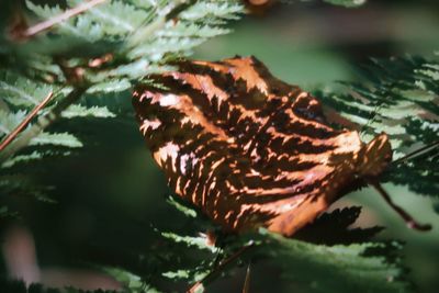 Close-up of dry leaves on tree