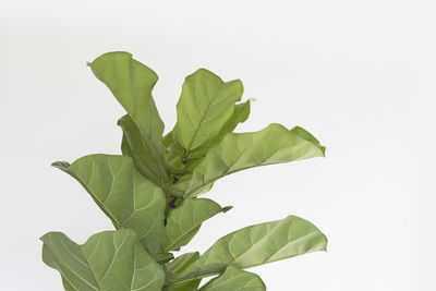 Close-up of fresh green leaves against white background