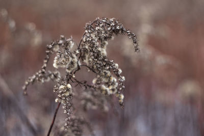 Close-up of frozen ice