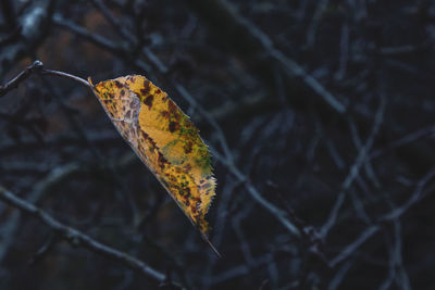 Close-up of dry leaves on branch