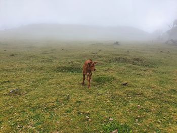 Goats on field