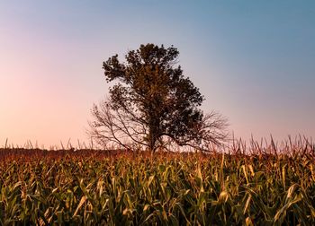 Tree in field against sky during sunset