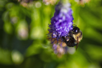 Close-up of bee pollinating on purple flower