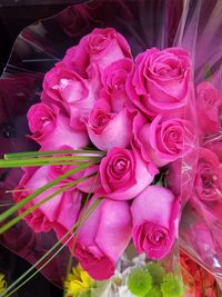 Close-up of pink roses