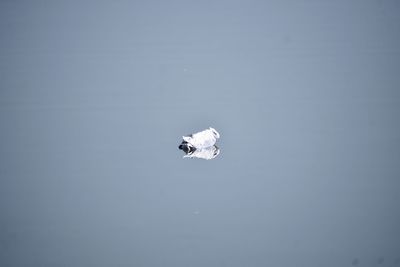 View of horse in lake