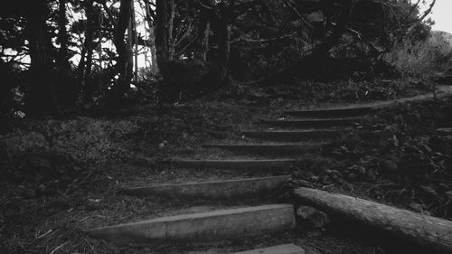 View of staircase in forest