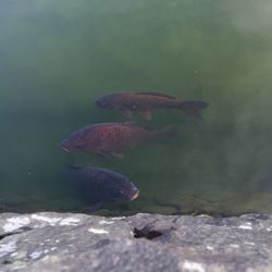 Close-up of fish swimming in sea