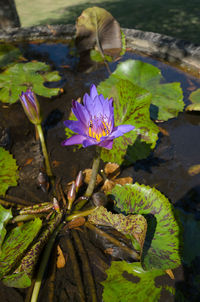 Close-up of lotus water lily in pond