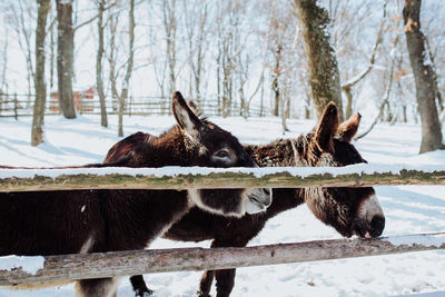 Donkeys on snow covered land