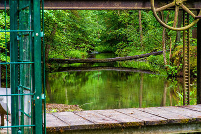 Scenic view of lake in forest