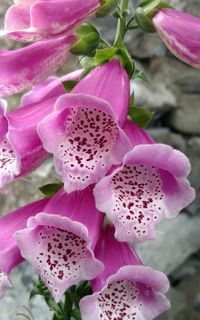 Close-up of pink prickly pear cactus