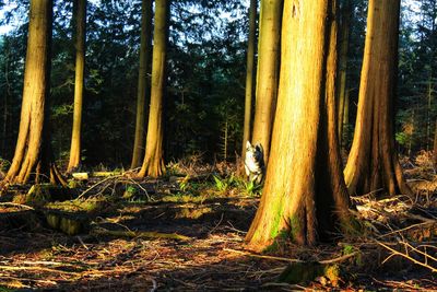 Trees in forest