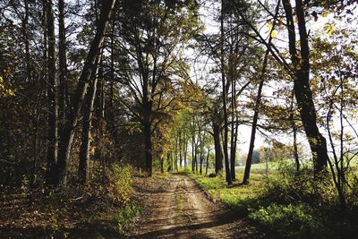 Trees growing in forest