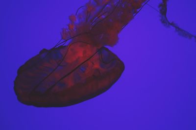 Close-up of jellyfish against blue background