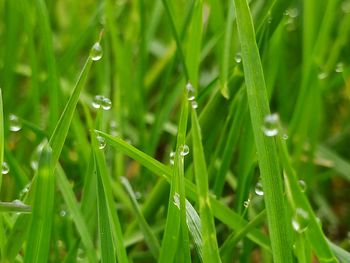 Close-up of wet grass during rainy season