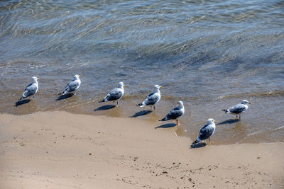 High angle view of seagulls on beach