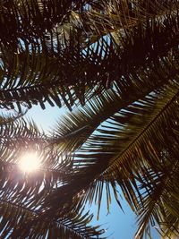 Low angle view of palm tree against sky
