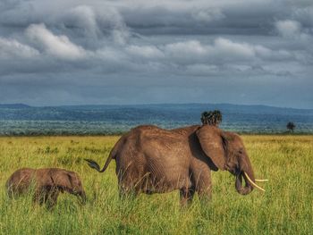 Elephant on field against sky