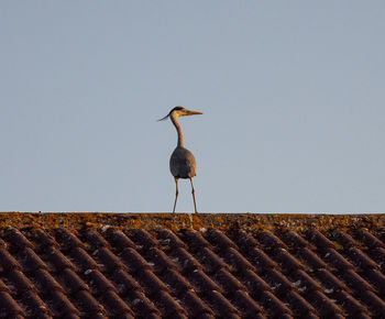 Low angle view of bird on roof against clear sky