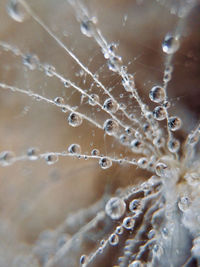 Close-up of water drops on a dandelion seed