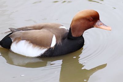 Close-up of duck swimming in lake