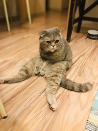 High angle view of cat on wooden floor