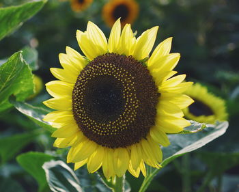 Close-up of sunflower